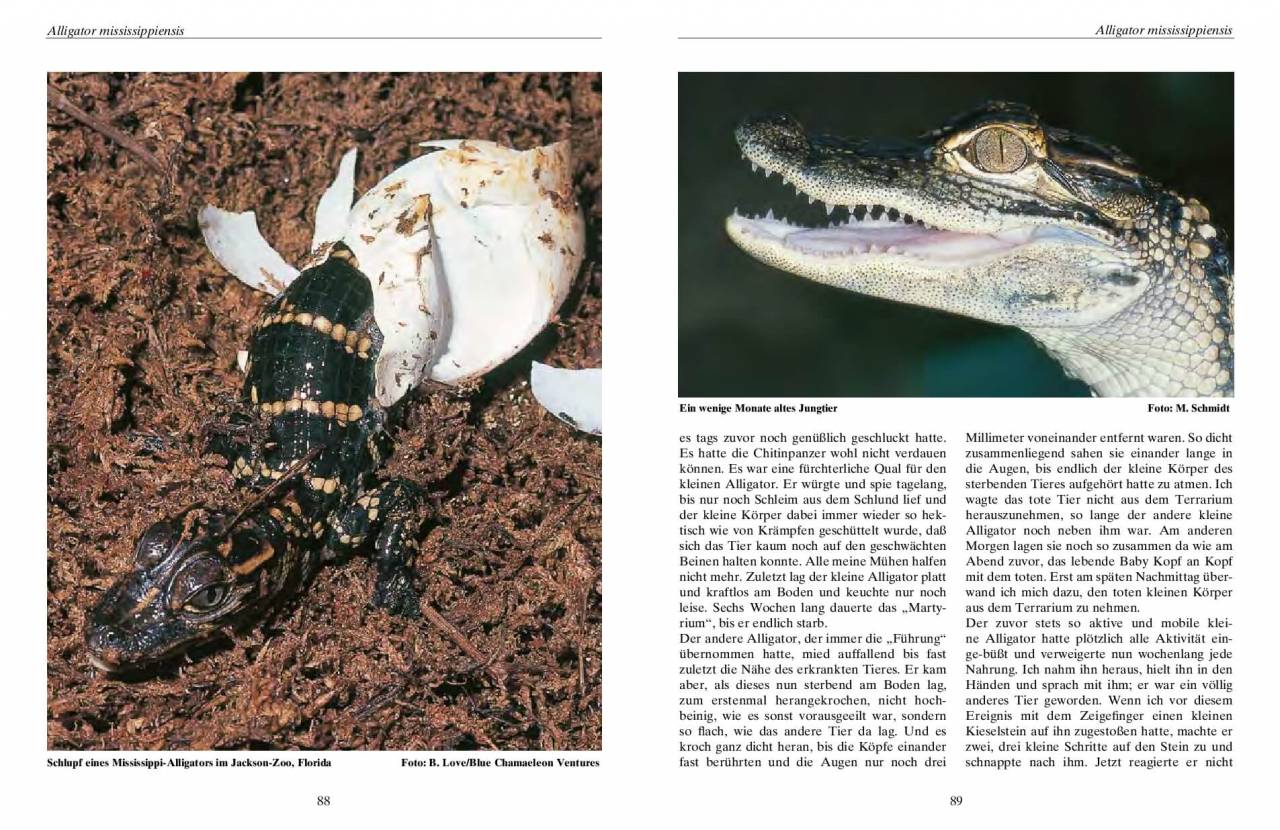 Krokodile – Ein Leben mit Panzerechsen